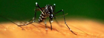Как отличить малярийного комара от обычного?